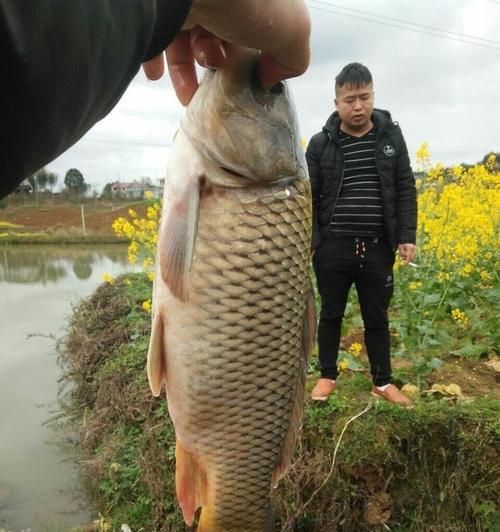 如何自制特效饵料快速钓到鲢鳙？垂钓鲢鳙有哪些技巧？  第3张