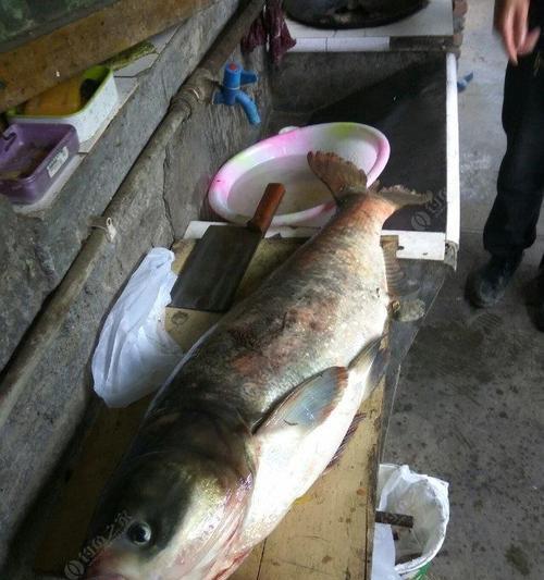 垂钓鲢鳙时最佳上饵方法和技巧是什么？如何提高垂钓鲢鳙的成功率？  第1张